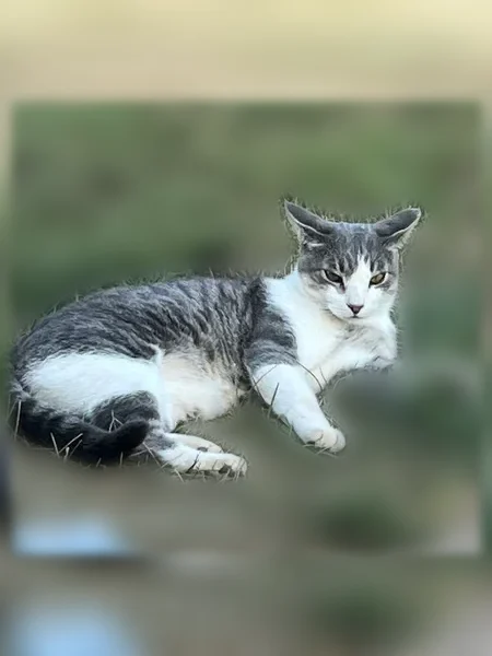 Lost cat, 291st Street, 47153, Beresford - male, calico grey with a white belly - photo