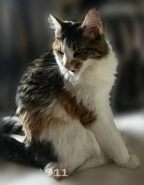 Lost cat, Clifton Avenue, 2801, Cincinnati - calico, affectionate, shy - photo