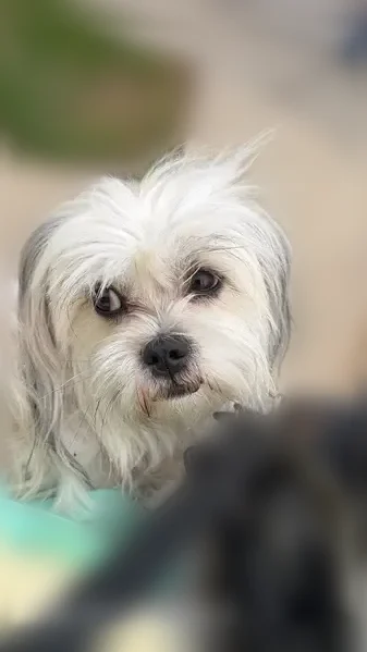 Lost dog, South 13th Street, 2129,2129A, Milwaukee - male, white and furry, very friendly - photo