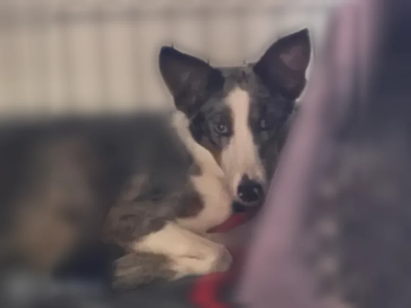 Lost dog, Lucille Lane, 22, Bozeman, Emory - male, blue collar - photo