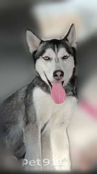 Lost dog, South Throop Street, 6021, Chicago - female, black and white coat - photo