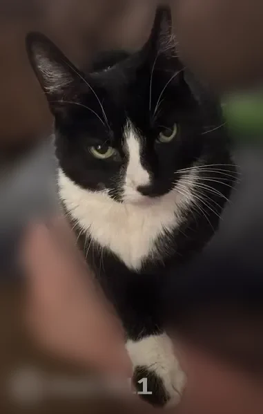 Lost cat, Edgewood Drive, 55, Baldwinsville - female tuxedo cat with white belly and paws - photo