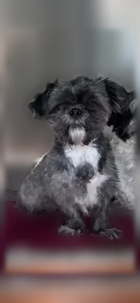 Lost dog, Benton Place, 212, Bay Shore - female shih tzu - photo