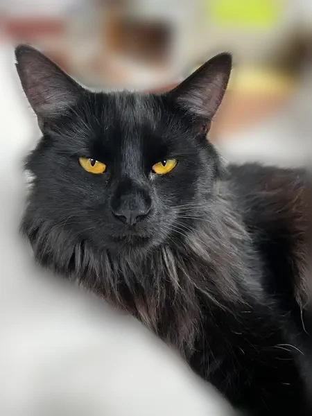 Lost cat, Pine Hill Road, 28, Arlington - male, black long-haired, yellow eyes - photo