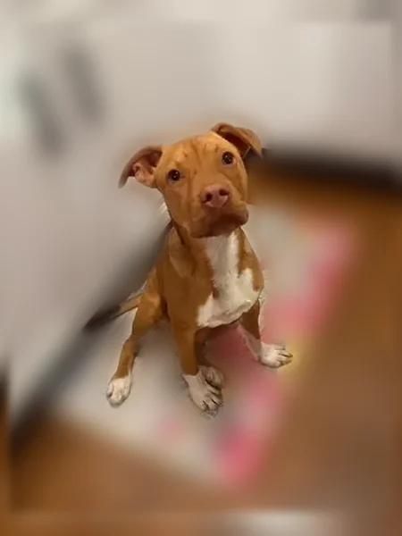 Lost dog, Bloomingdale Road, 3306, Kingsport - female - photo