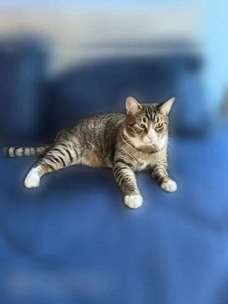 Lost cat, Sunset Park, Brooklyn, NY, USA, Manhattan — female tabby, scared or hiding - photo