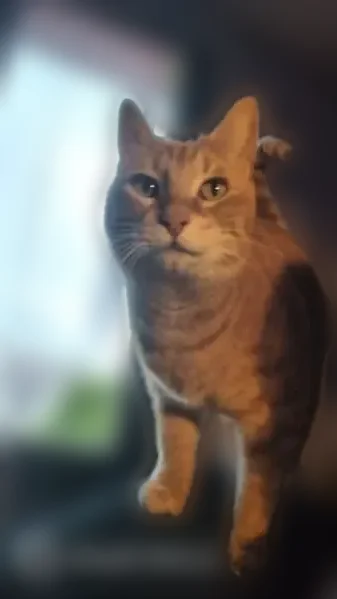 Perdu chat mâle, Impasse des Camélias, 10, Narbonne — roux aux yeux verts - photo
