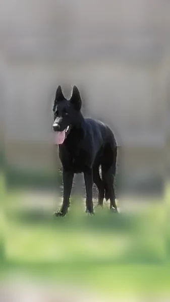 Lost dog, South County Road 650 East, 6754, Mooresville - all black, friendly but scared - photo