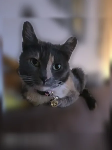 Lost cat, Roslyn Road, 4, Roslyn Heights, Arlington — female calico with a grey mark on the nose - photo