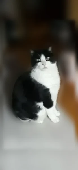 Lost cat, Searles Road, Dundalk - black and white tuxedo with a cloudy white eye - photo