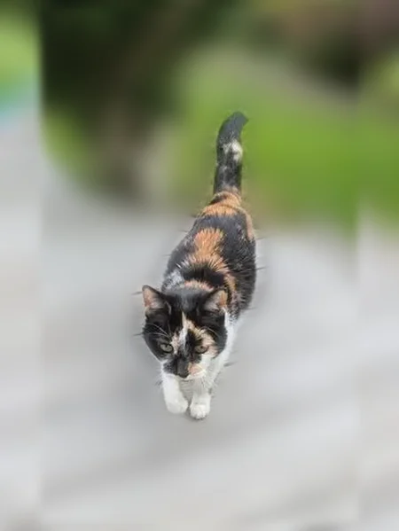Chat trouvé, Rue Esnault Dufresne, 9, Angers - très sociable et très maigre - photo