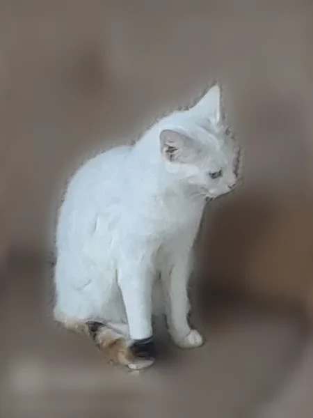 Chat perdu, femelle, Rue du Clos Guéguen, 2, Hillion - blanche, yeux de deux couleurs - photo