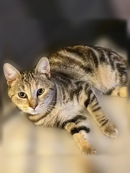 Perdu chat femelle, Rue des Fossés, Nogent-sur-Seine, Paris - très peureuse - photo