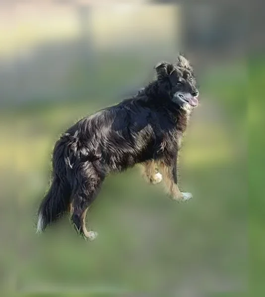 Perdu chien femelle, Arles, Provence-Alpes-Côte d'Azur, Paris - border collie noir - photo