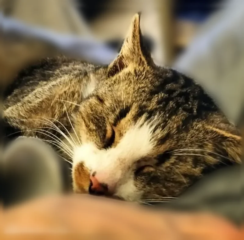Chat perdu mâle, Avenue Beauregard, 10,12, Annecy - tigré, tache sur le nez - photo