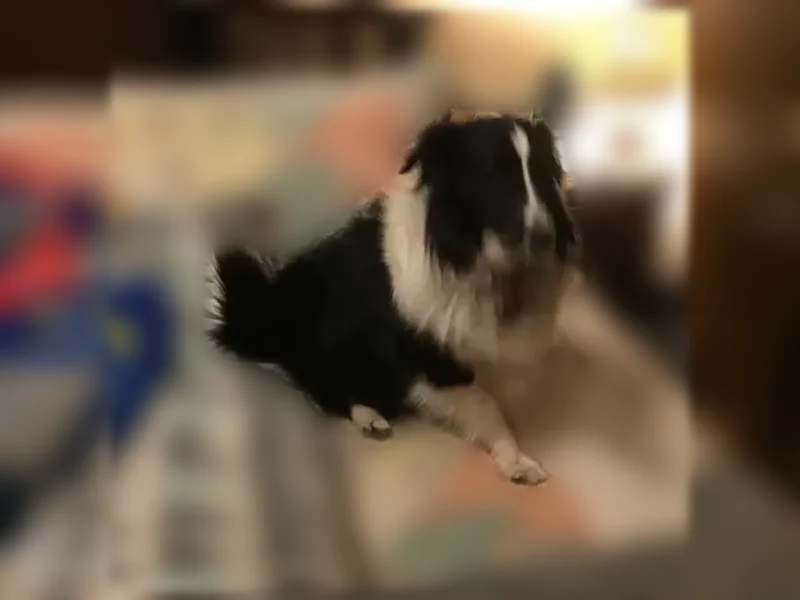 Lost dog, Poplar Street, Leavenworth - female, black and white sheltie - photo