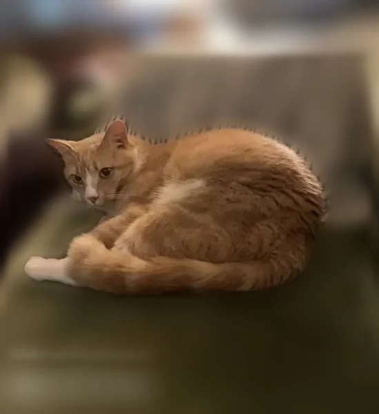 Lost cat, Charlotte - orange and white tabby, very friendly - photo