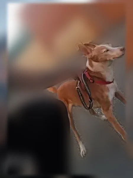 Chien perdu mâle, Bois des Noyers, Nîmes - harnais rouge - photo