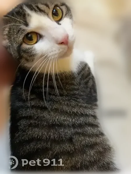 Lost cat, Berkley Road, Polk City, Tampa - female brown and white tabby - photo