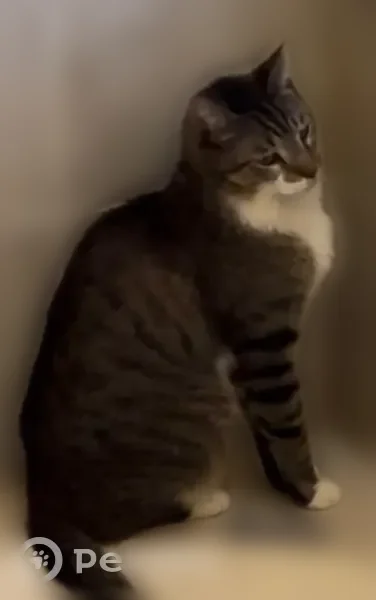 Lost cat, Berkley Road, Polk City, Arlington - male, brown and white tabby - photo