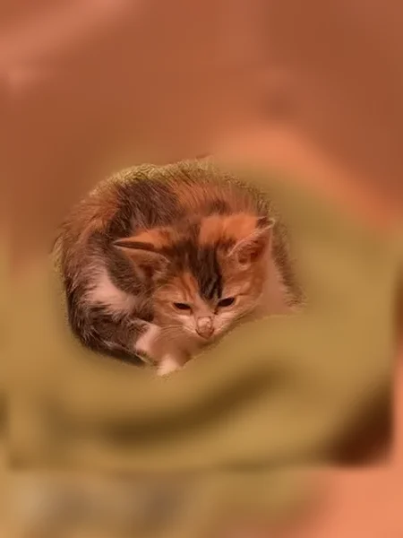Found cat, Arnold Street, 2711, Bakersfield - female calico kitten, 3-4 months old - photo