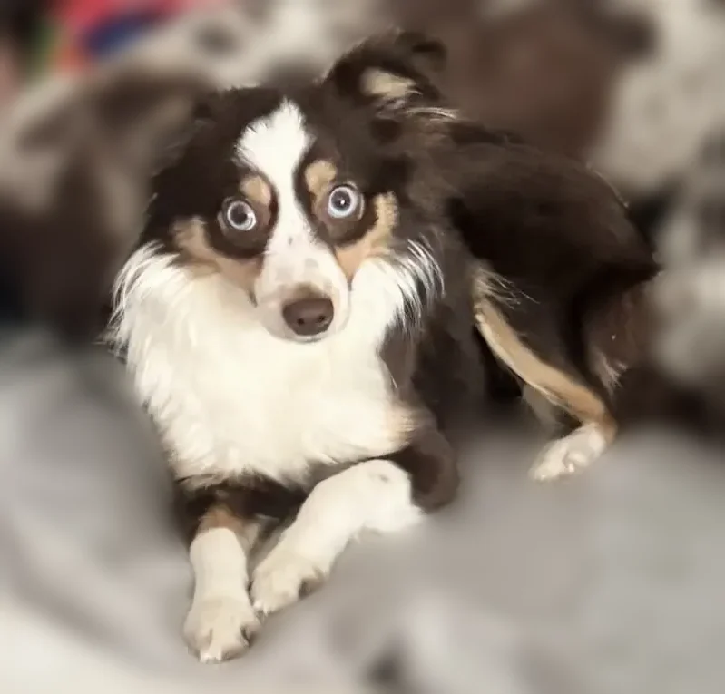 Lost dog, Oak Meadow Drive, Grand Prairie, San Antonio - female toy mini aussie, blue eyes - photo