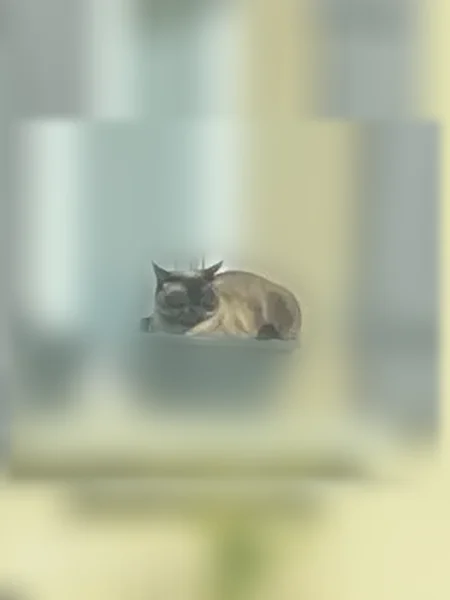 Perdu chat femelle, Route de Vatan, Graçay, Paris - œil droit abîmé - photo
