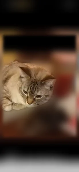Chat perdu femelle, Rue Corneille, 7, Narbonne, Perpignan - répond au nom Bouboune - photo
