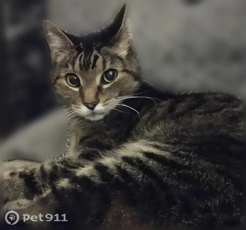 Lost cat, Southwest York Street, 19455, Aloha, Seattle - male, thin tabby, 19 years old - photo