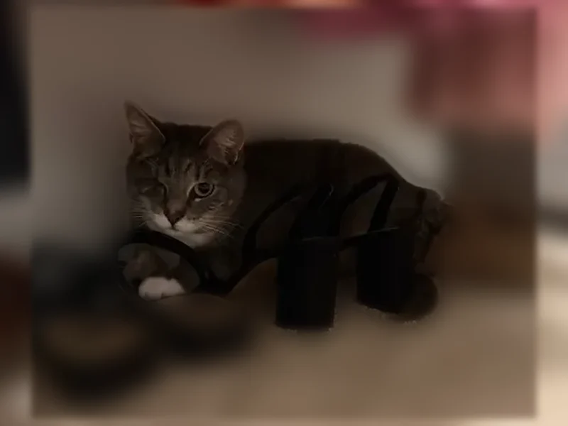 Lost cat, Chamblee Rail Trail, Chamblee - female, one eye, likes to hide - photo