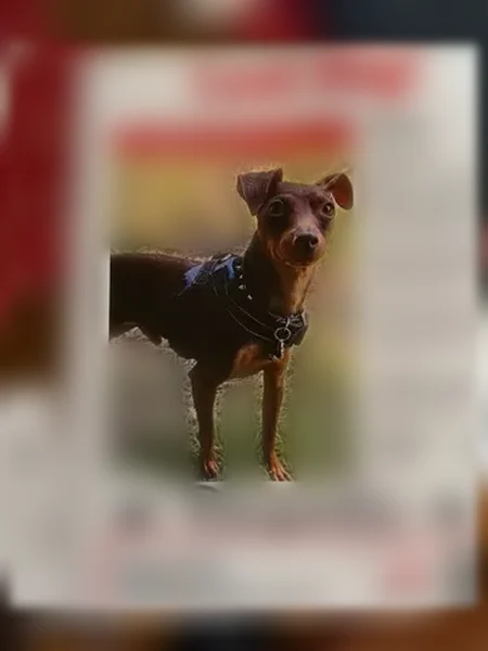Lost dog, North California Street, 601, Stockton - male miniature pinscher, skittish and timid - photo