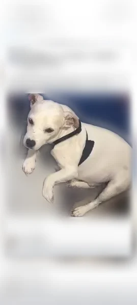 Lost dog, Edendale Road, 3924, Columbus - 17-year-old white Jack Russell - photo