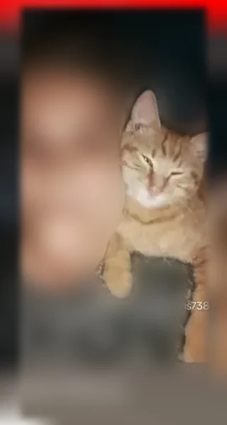 Lost cat, Sandy Hollow Road, Rockford - orange tabby male - photo