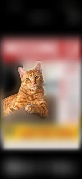 Lost cat, Woodruff Avenue, 40, Brooklyn - male, orange, green eyes - photo