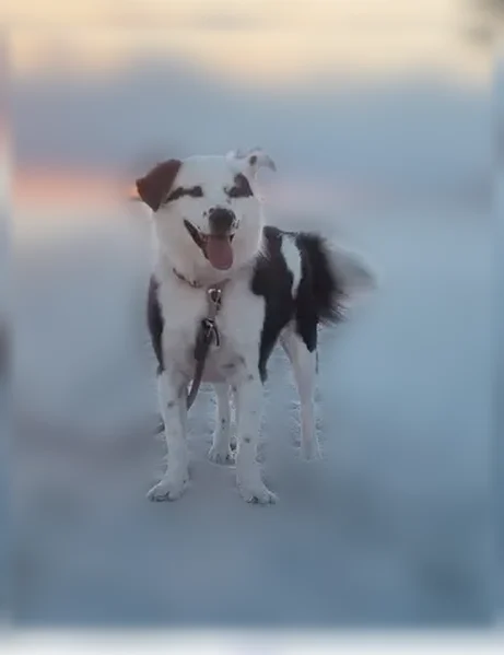 Lost dog, Broadmoor Boulevard, 512, Lafayette — female, medium size, super friendly - photo