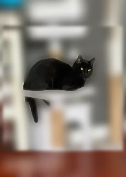 Lost cat, Platt Street, 170, Bridgeport - female with a purple flea collar - photo