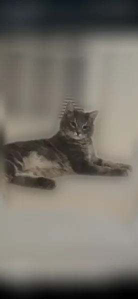 Lost cat, 182, Salt Lake City, Salt Lake City - male, gray tabby with a fluffy tail - photo