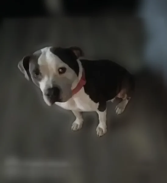 Lost dog, Covil Avenue, 312, Wilmington - female, grey with white belly and paws - photo