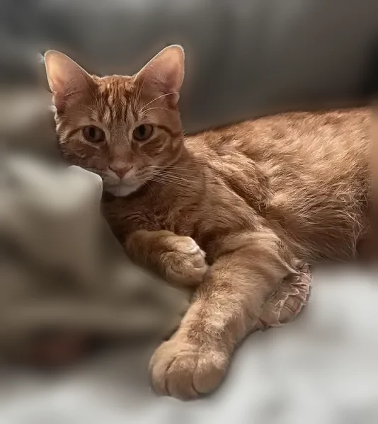 Lost cat, Seneca Park Place, 2408, Bexley - very friendly - photo