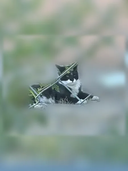 Found cat, John Street Southeast, 1643, Albuquerque - black with white underbelly and chin, injured tail - photo