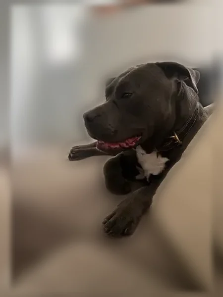 Lost dog, North Main Street, 975, Akron - photo