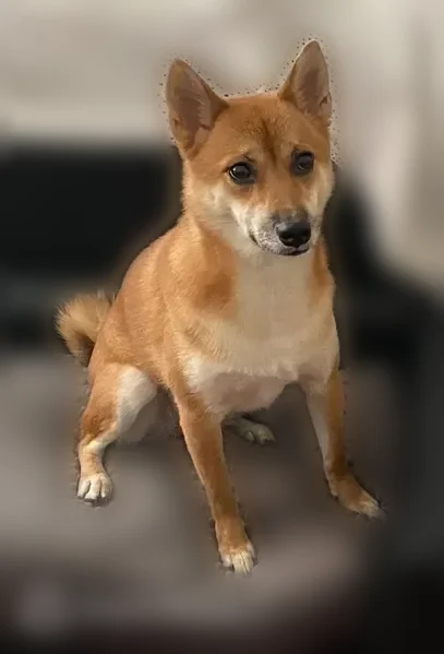 Lost dog, Englewood, New Jersey, Arlington - female, red/brown with white on belly - photo