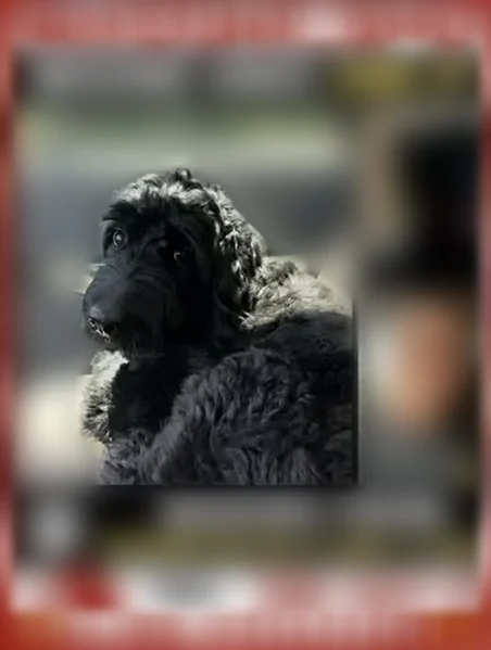 Lost dog, Mobile - black coat, very timid - photo