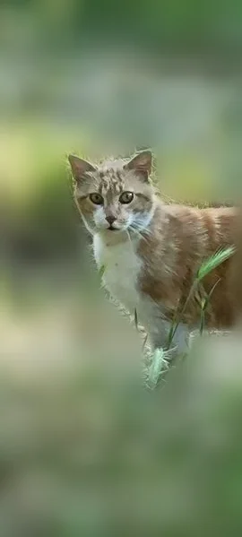 Chat trouvé, Chemin de Blazin, Nîmes, Paris - roux, semble jeune - photo