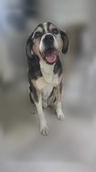 Chien trouvé mâle, Route de Chevelu, 485, Bozel — calme et bien éduqué - photo