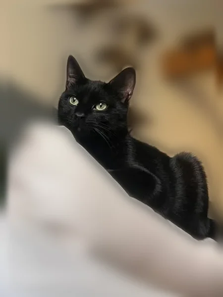 Chat perdu mâle, Rue Bachalas, 6, Nîmes - tout noir - photo