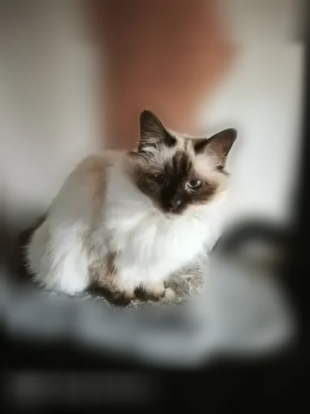 Chat perdu mâle, Rue des Buttes, 5, Fère-en-Tardenois - sacré de Birmanie - photo