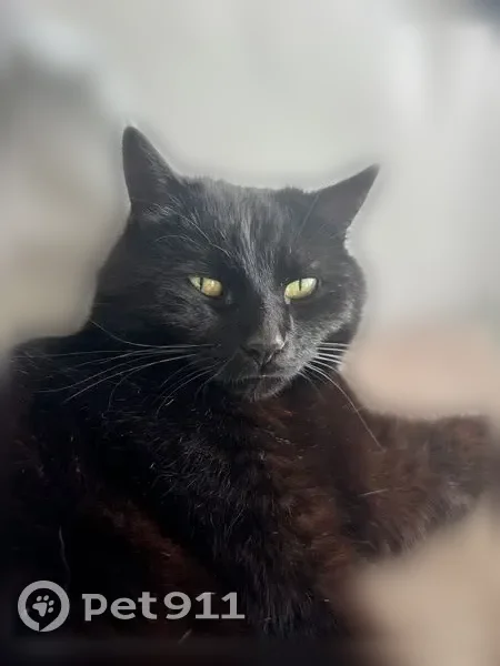 Perdu chat mâle, Rue de Port Nabat, 31, Vannes, Paris - noir, yeux verts/jaunes - photo