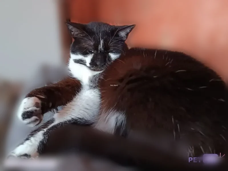 Chat perdu mâle, Rue d'Etampes, 26, Chartres - noir et blanc, aveugle - photo