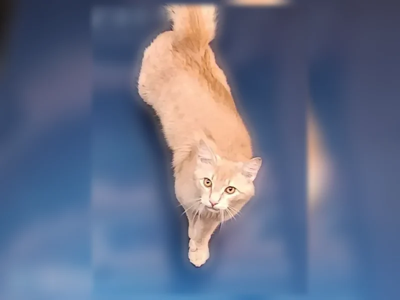 Chat trouvé mâle, Impasse Courbezou, 3, Bédarieux - jeune et en bonne santé - photo